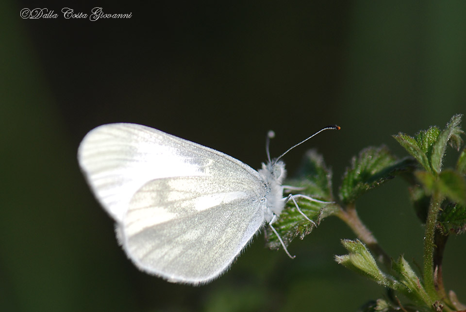 Leptidea sinapis   Prealpi Vicentine